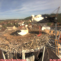 11_20-nest.jpg