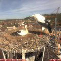 11_25-nest.jpg