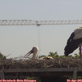 11_35-mast.jpg