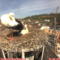 11_35-nest.jpg
