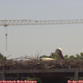 11_45-mast.jpg