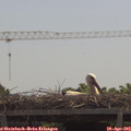 11_50-mast.jpg