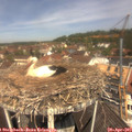11_50-nest.jpg
