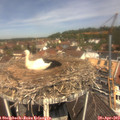 11_55-nest.jpg