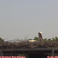 12_05-mast.jpg