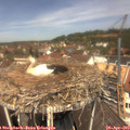 12_15-nest.jpg