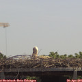 12_45-mast.jpg
