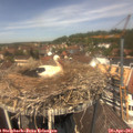 12_50-nest.jpg