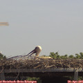 13_00-mast.jpg