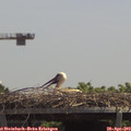13_05-mast.jpg