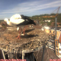 13_10-nest.jpg