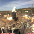 13_20-nest.jpg