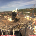 13_25-nest.jpg