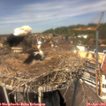 13_40-nest.jpg