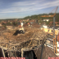 13_45-nest.jpg