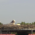 13_50-mast.jpg