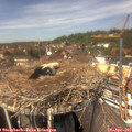 13_50-nest.jpg