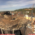 13_55-nest.jpg