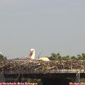 14_00-mast.jpg