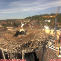 14_00-nest.jpg
