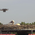 14_05-mast.jpg