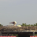 14_10-mast.jpg
