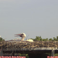 14_15-mast.jpg