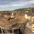 14_15-nest.jpg