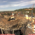 14_20-nest.jpg