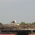 14_25-mast.jpg