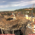 14_25-nest.jpg