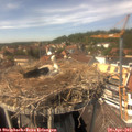 14_30-nest.jpg