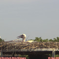14_40-mast.jpg