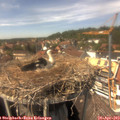 14_40-nest.jpg