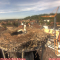 14_45-nest.jpg