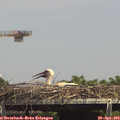 14_50-mast.jpg