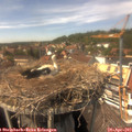 14_50-nest.jpg