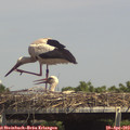14_55-mast.jpg
