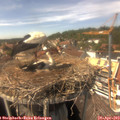 14_55-nest.jpg