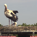 15_00-mast.jpg