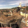 15_00-nest.jpg