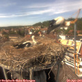 15_05-nest.jpg