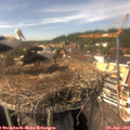 15_10-nest.jpg