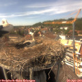 15_15-nest.jpg
