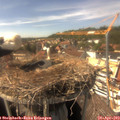 15_30-nest.jpg