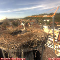 15_35-nest.jpg