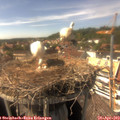 15_40-nest.jpg