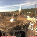 15_50-nest.jpg