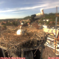 16_00-nest.jpg