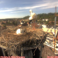 16_10-nest.jpg